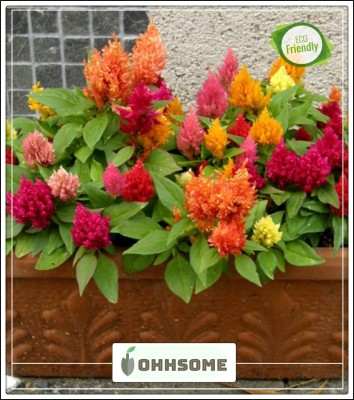 OhhSome Herb Celosia Mixed Seeds Cockscomb Herb Op Seed Packet Seeds Kitchen Garden Seeds Pack Seed(20 per packet)