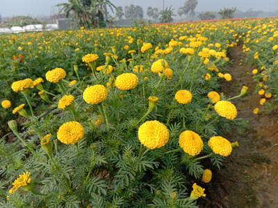 Puspita Puspita_Nursery Marigold Flower Seed Yellow Color African Variety Best Quality For Farming 100gm in a Secured Packet Seed(50 per packet)