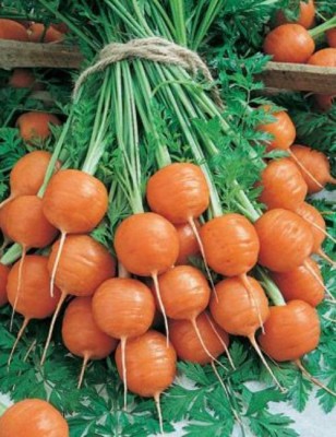 Airex CARROT ROUND NANTES SEED (PACK OF 30 SEED X 1 PER PKTS) 1 PACKET OF CARROT ROUND NANTES Seed(30 per packet)