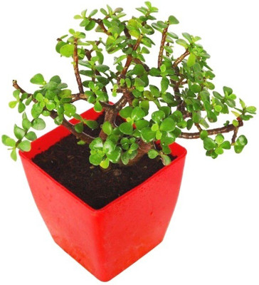 NV Jade Plant(Pack of 1)