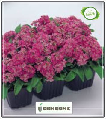 OhhSome Alyssum-Royal Carpet Seeds Seed(20 per packet)