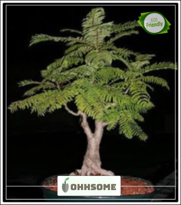 OhhSome Imported Peela Gulmohar Bonsai Suitable Seeds Seed(10 per packet)