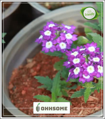 OhhSome Flower Seeds Verbena-Ideal Florist Mixed Flower Seeds- Seeds Seed(20 per packet)