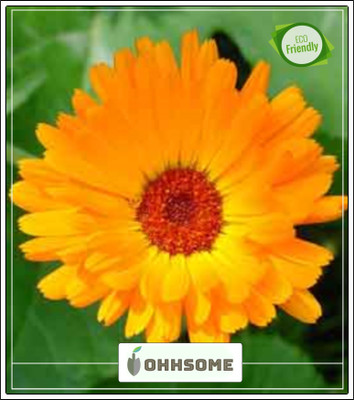 OhhSome Calendula Officinalis Fiesta Gitana Yellow Container Suitable Garden Plant Seeds Seed(20 per packet)