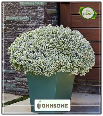 OhhSome Alyssum-Royal Carpet Flower Seeds Hybrid Mix Seeds Garden Seed(20 per packet)