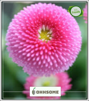 OhhSome Daisy-Monstrosa Double Mix Mixed Seeds Garden Plant Seeds Seed(20 per packet)