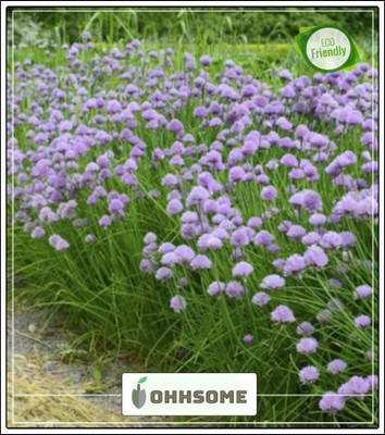 OhhSome Herb Heirloom - Finest-Flavoured Of The Onion Chives Pack Seed(20 per packet)