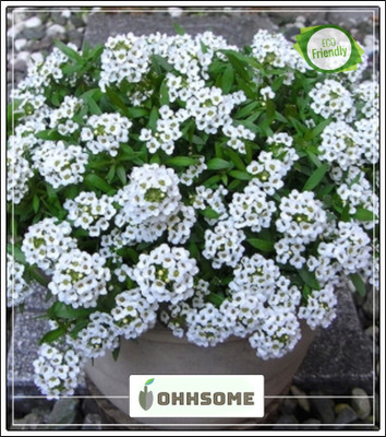 OhhSome Alyssum Royal Mixed Seeds Seed(20 per packet)