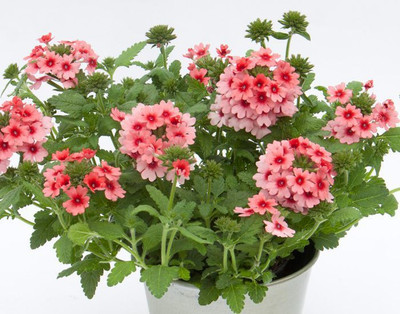 OhhSome plant_seed Seed(20 per packet)