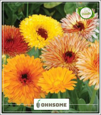 OhhSome Calendula Officinalis Fiesta Gitana Orange Seeds For Terrace Garden Hedge Seed(20 per packet)