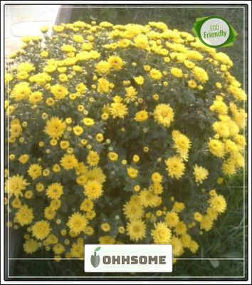 OhhSome Chandramallika Yellow Garden Seeds Of Flowers Seed For Kitchen/Terrace/Poly House Seed(20 per packet)