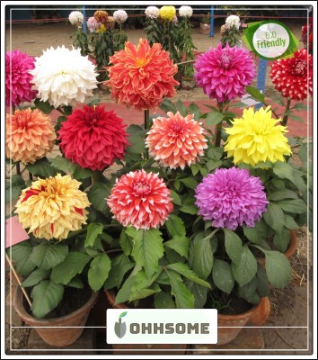 OhhSome Giant Dahlia Seeds Flowered Bright Flower Seeds Hybrid Backyard And Courtyard Gardening Garden Plant Seeds Seed(20 per packet)