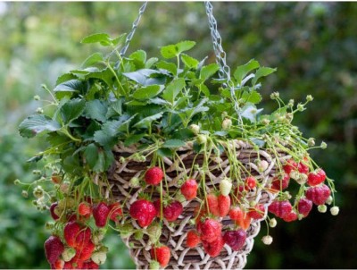 OhhSome Herbal Plant Seeds - Strawberry Hanging Variety Kitchen Garden Pack Seed(20 per packet)