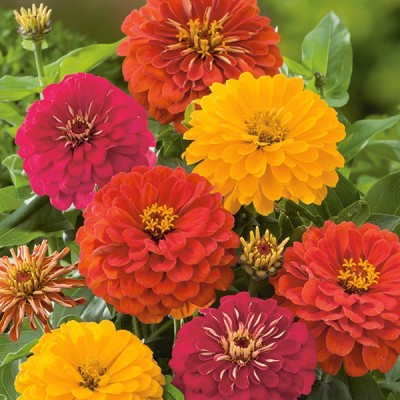 Airex ZINNIA DOUBLE MIXED FLOWER SEED FOR EATABLE WITH ORGANIC (AVG 40-50 ++) SEED X 10 PACKET Seed(500 per packet)