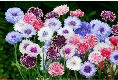 OhhSome Corn Flower- Frosty Mixed Flower Seeds Seed(50 per packet)