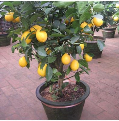 OhhSome Bonsai Suitable Fruit Seeds : Lemon Tree Bonsai Tree, Heirloom Fruit Seeds For Kitchen Garden Bonsai Suitable Fruit Seeds Pack Seed(5 per packet)