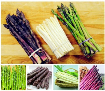 OhhSome Herb Seeds For Home Garden - Asparagus - Western Asia Kitchen Garden Pack Seed(20 per packet)