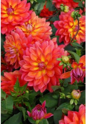 OhhSome Flower Seeds : Giant Dahlia Flowered Viola Mix Imported Seed Packet Home Garden Plant Seeds Eco Pack Garden Plant Seeds Seed(20 per packet)