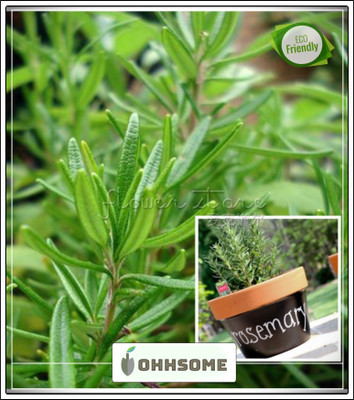 OhhSome Herb Seeds Garden - Rosemary Italian Herb Seeds Kitchen Garden Pack Seed(20 per packet)