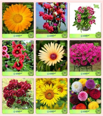 OhhSome Flower Seeds : Outdoor Flowering Plants Combo Calendula Mix, Clarkia Elegans, Dianthus-Baby Doll, Hollyhocks, Burf-Yellow , Petunia-Rose , Sweet Willium-, Sunflower Giant, Dahlia-Bambino Garden Flower Seeds Seed(20 per packet)