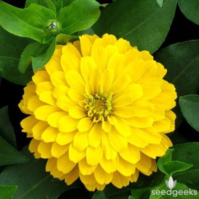 Airex ZINNIA YELLOW FLOWER SEED FOR EATABLE WITH ORGANIC (AVG 40-50 ++) SEED X 10 PACKET Seed(500 per packet)