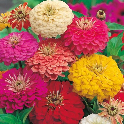 Airex ZINNIA MIXED FLOWER SEED FOR EATABLE WITH ORGANIC (AVG 40-50 ++) SEED X 10 PACKET Seed(500 per packet)