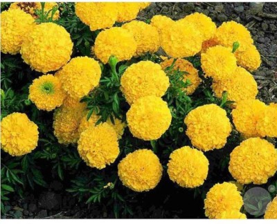 OhhSome Flower Seeds : African Marigold Hawaii Yellow Flower Seeds For Winter Season - Garden Flower Seeds Pack Seed(20 per packet)