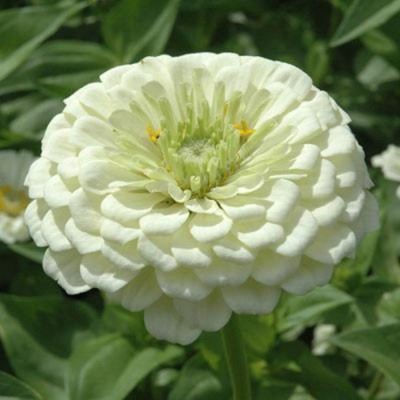 Airex ZINNIA WHITE-2 FLOWER SEED FOR EATABLE WITH ORGANIC (AVG 40-50 ++) SEED X 8 PACKET Seed(400 per packet)