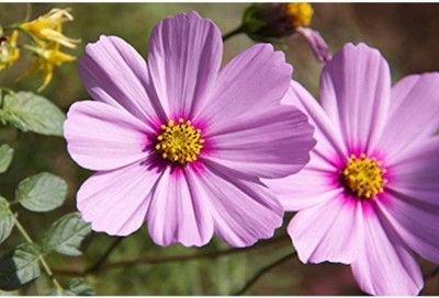 OhhSome Cosmos Bipinnatus Sensations Mix ACbsB Flower Seeds Seed(20 per packet)