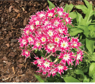 OhhSome Flower Seeds : Phlox Star Thinc Mixed Flower Seeds Farm Seeds Seeds Seeds For Indian Climate Home Garden Plant Seeds Eco Pack Garden Plant Seeds Seed(20 per packet)