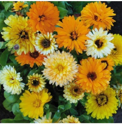 OhhSome Seeds Genda Pot Seed(1 per packet)