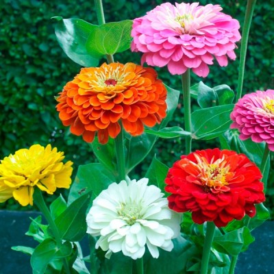Antier ZINNIA LILLIPUT MIXED FLOWER SEED FOR EATABLE WITH ORGANIC (AVG 40-50 ++) SEED X 10 PACKET Seed(500 per packet)