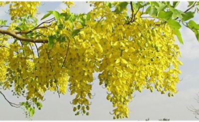 OhhSome Cassia Fistula Ornamental Tree Seeds Seed(20 per packet)