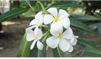 OhhSome Shrub Kadu Karibevu Exotica Jasmine Flower Seeds Seed(10 per packet)