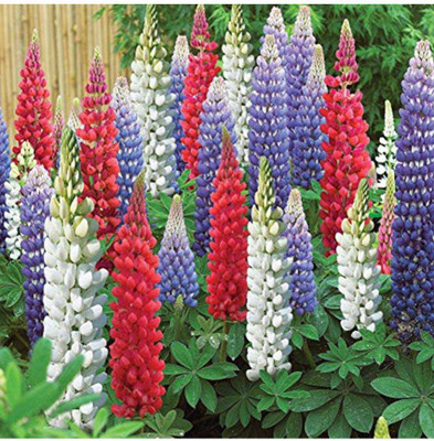 OhhSome Lupin-Pixie Delight Dwarf 100 Flower Seeds Seed(100 per packet)