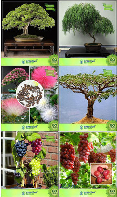 OhhSome Bonsai Seeds : Fruit And Tree Combo Combo Eucalyptus Grandis, Grape, Grape, Albizia Saman Garden Seeds Seed(10 per packet)