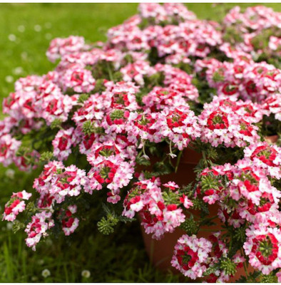 Mozette Exotic verbena Seed(48 per packet)