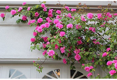 OhhSome Pink Climbing Rose Bonsai Seeds APack Of 5B Tree Seeds Seed(5 per packet)