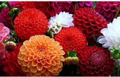 OhhSome Dahlia Unwin Dwarf Flower Seeds Seed(20 per packet)