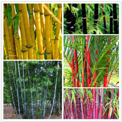 OhhSome Colorful Garden Bamboo Combo Pack - 10 Seeds Seed(10 per packet)