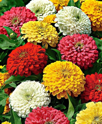 Airex ZINNIA DUO GIANT MIXED FLOWER SEED FOR EATABLE WITH ORGANIC (AVG 40-50 ++) SEED X 6 PACKET Seed(300 per packet)