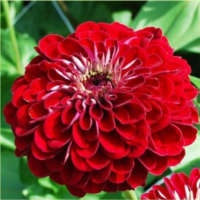 Airex ZINNIA RED FLOWER SEED FOR EATABLE WITH ORGANIC (AVG 40-50 ++) SEED X 8 PACKET Seed(400 per packet)