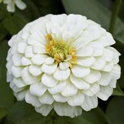 Airex ZINNIA WHITE FLOWER SEED FOR EATABLE WITH ORGANIC (AVG 40-50 ++) SEED X 2 PACKET Seed(100 per packet)