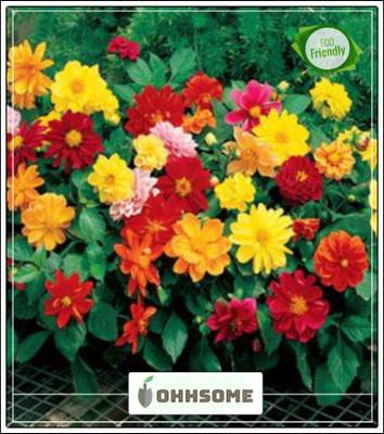 OhhSome Dahlia Unwin Dwarf Flower Seeds Seed(20 per packet)