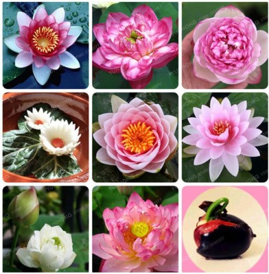 OhhSome Flower Seeds : Lotus Seeds For Pots 15 Seeds- Exterior Plantscaping (Plants Garden Packet) Garden Plant Seeds Seed(15 per packet)