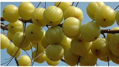 OhhSome Tree Seeds : Amla AAmalakiB - Home Garden Pack Seed(20 per packet)