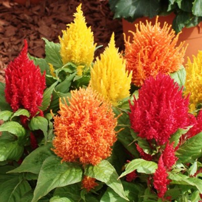 Airex CELOSIA MIXED-2 FLOWER SEED FOR EATABLE WITH ORGANIC (AVG 40-50 ++) SEED X 9 PACKET Seed(450 per packet)