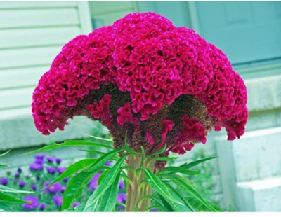 OhhSome Celosia Cockscomb Dwarf Mix ACristata NanaB Flower Seeds Seed(20 per packet)