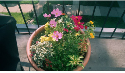 OhhSome Cosmos Flowers Seed(20 per packet)