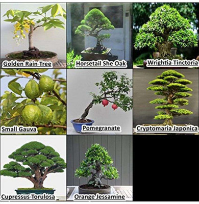 OhhSome Bonsai Combo Pack Tree Seeds Seed(10 per packet)